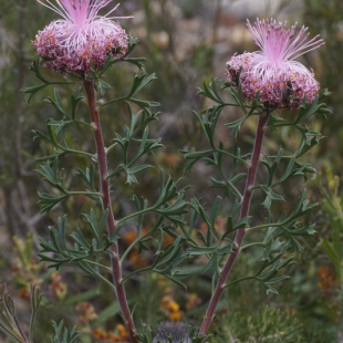 Isopogon sp